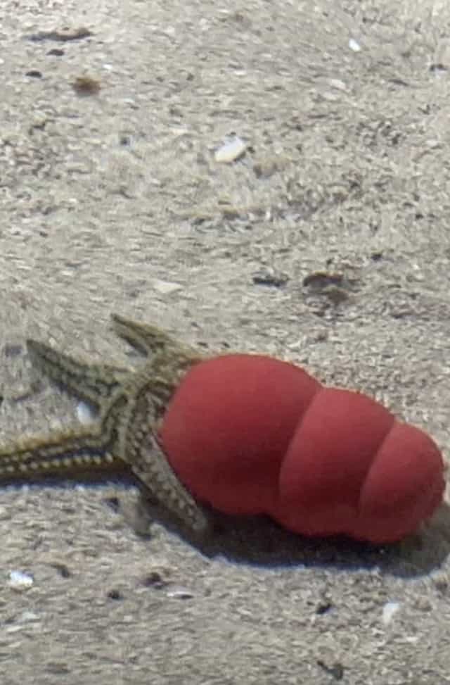 1515656