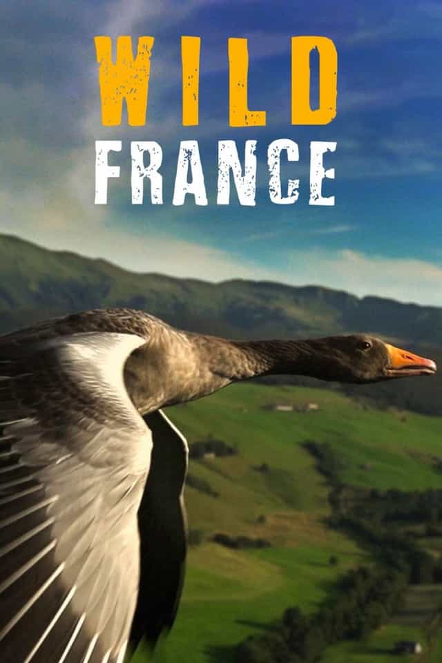 244481
