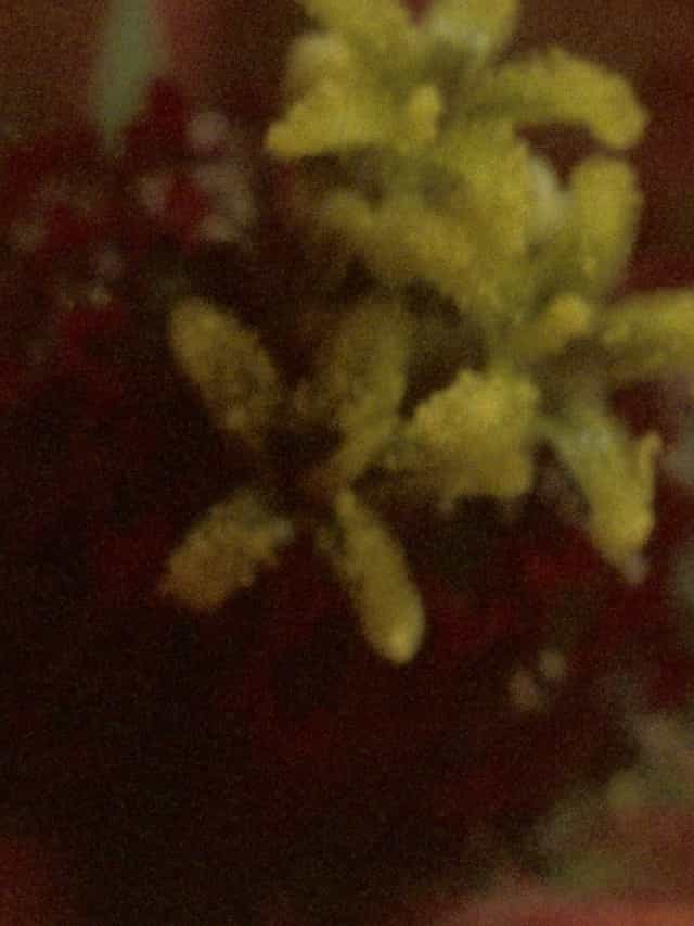 1161060