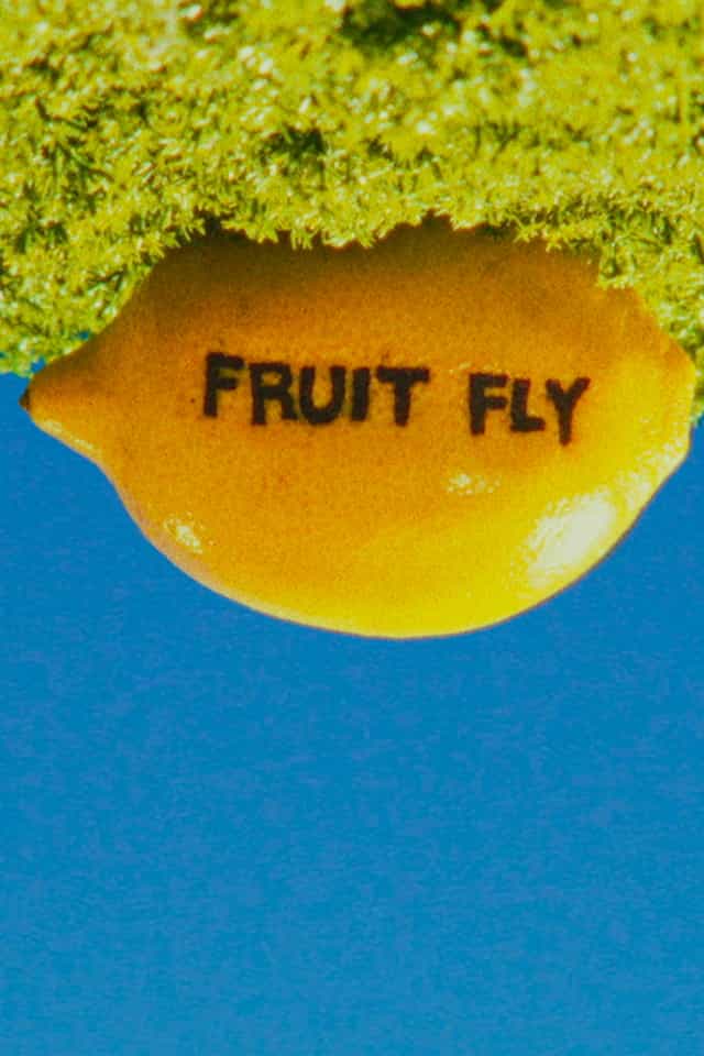 1440868