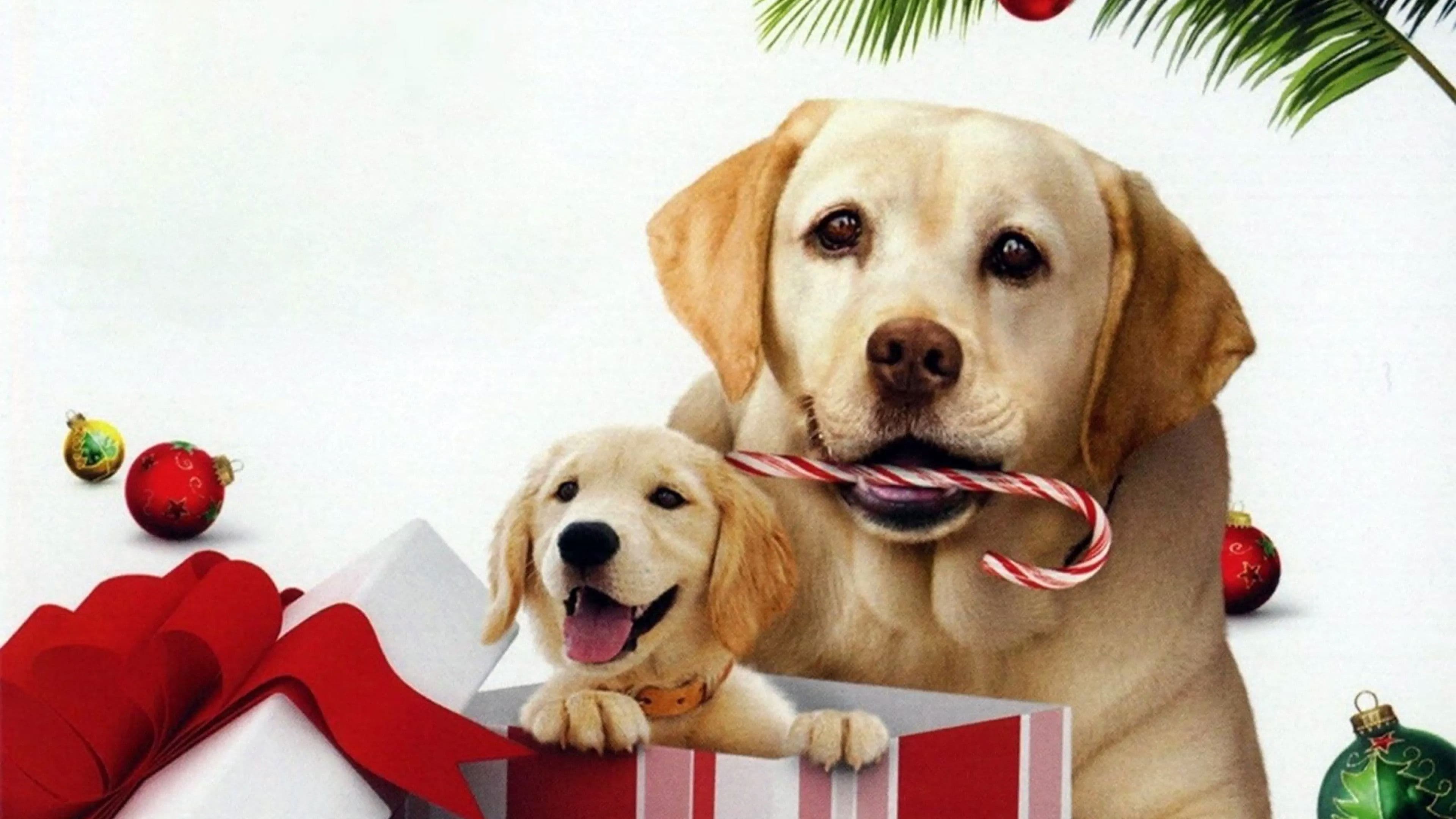 The Dog Who Saved the Holidays