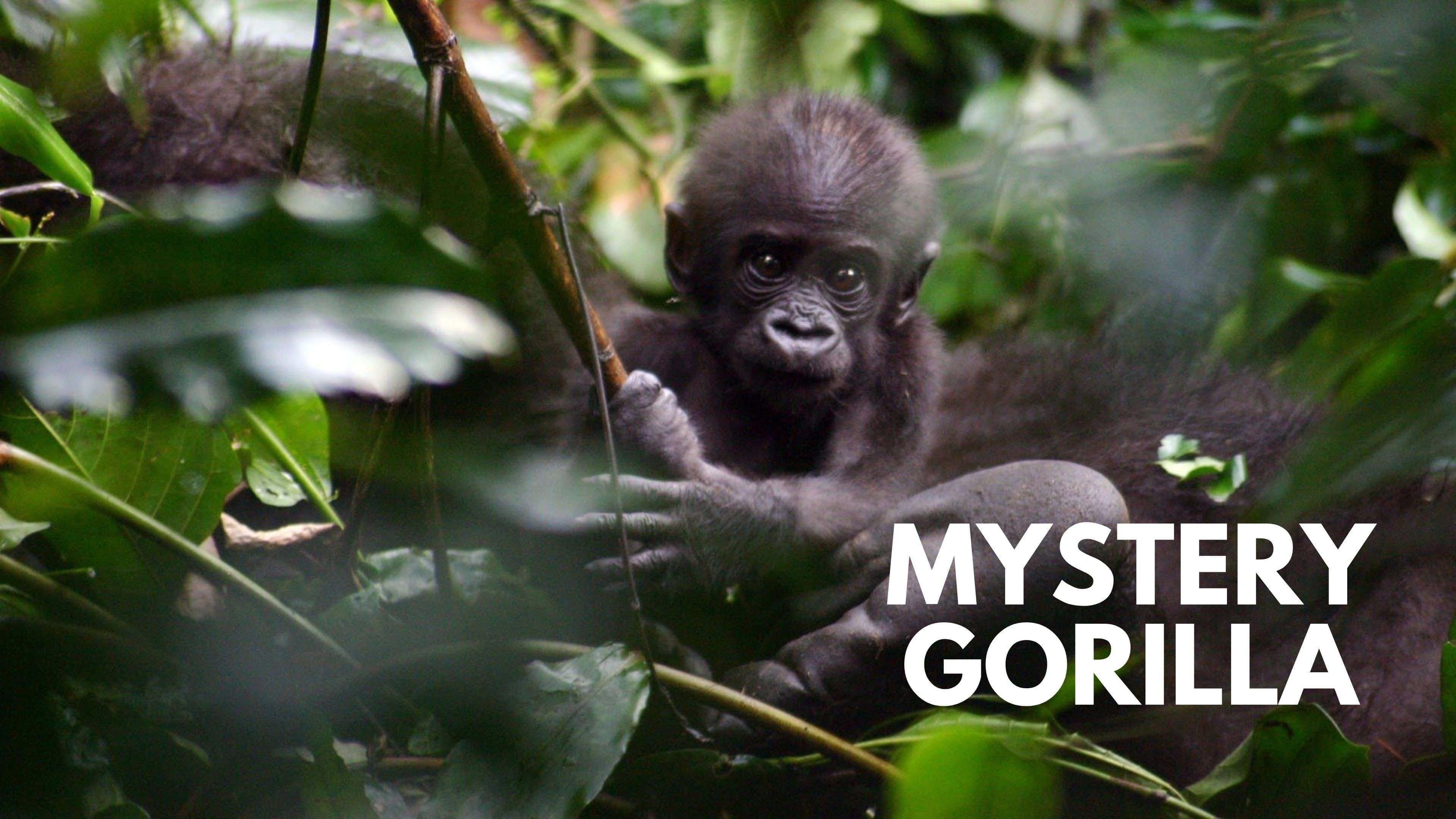 Mystery Gorillas