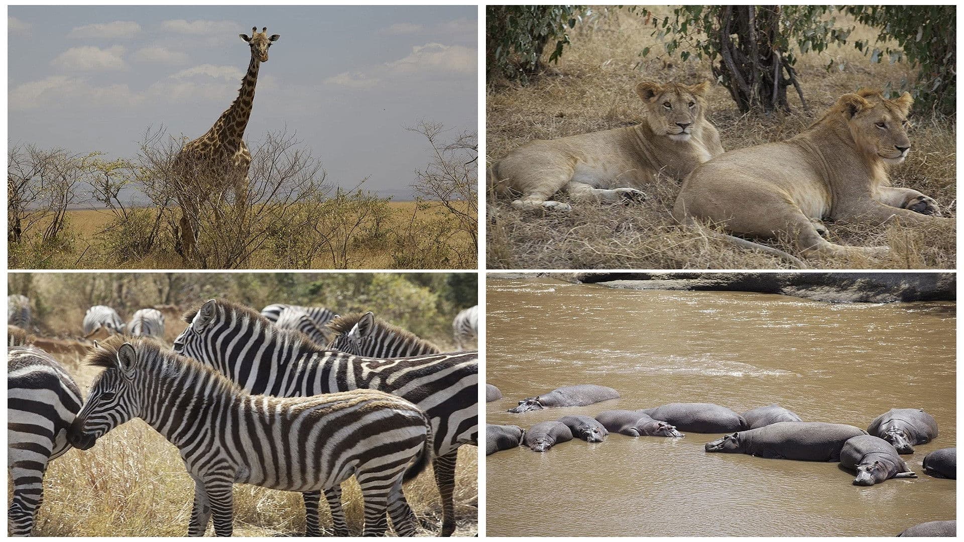 3D Safari: Africa