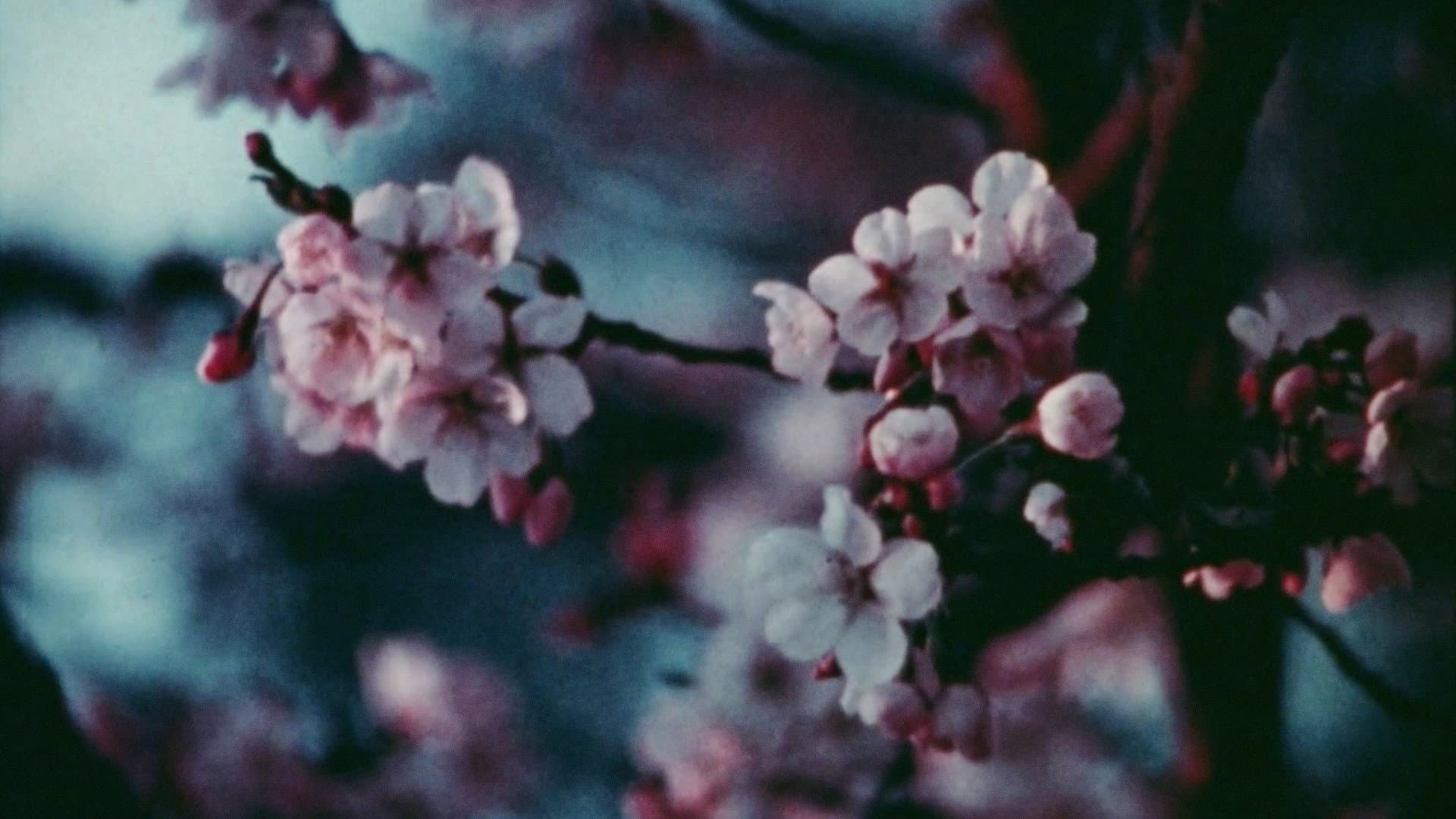 Cherry Blossoms