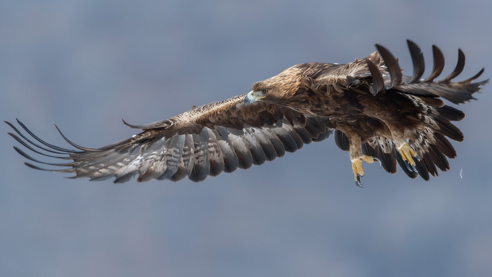 Steinadler - König der Berge
