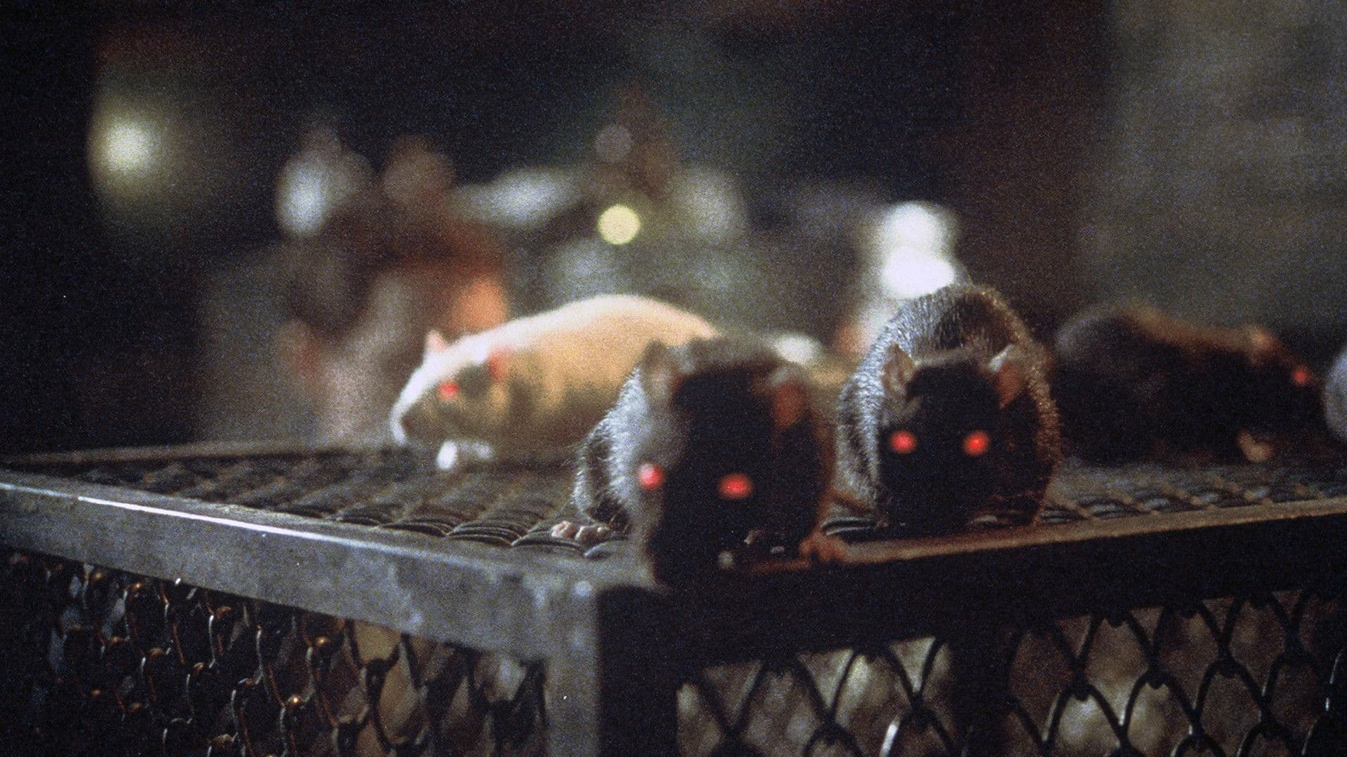 Rats - Notte di terrore