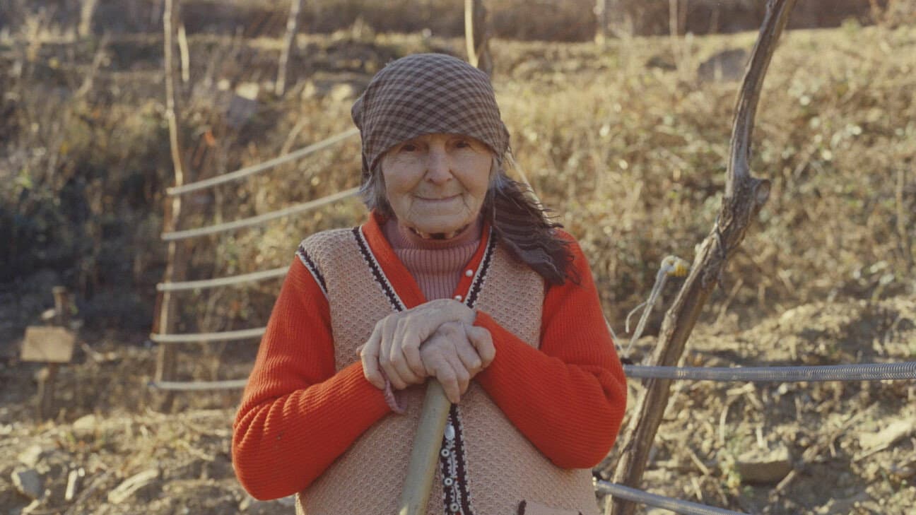 Navadna hruška