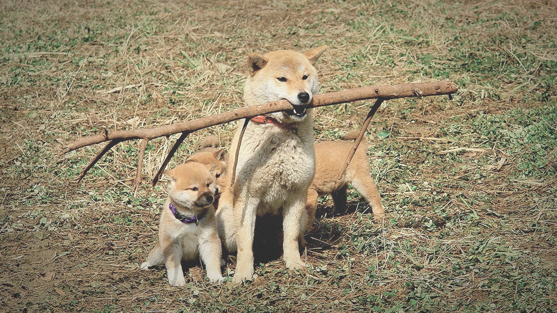 マリと子犬の物語