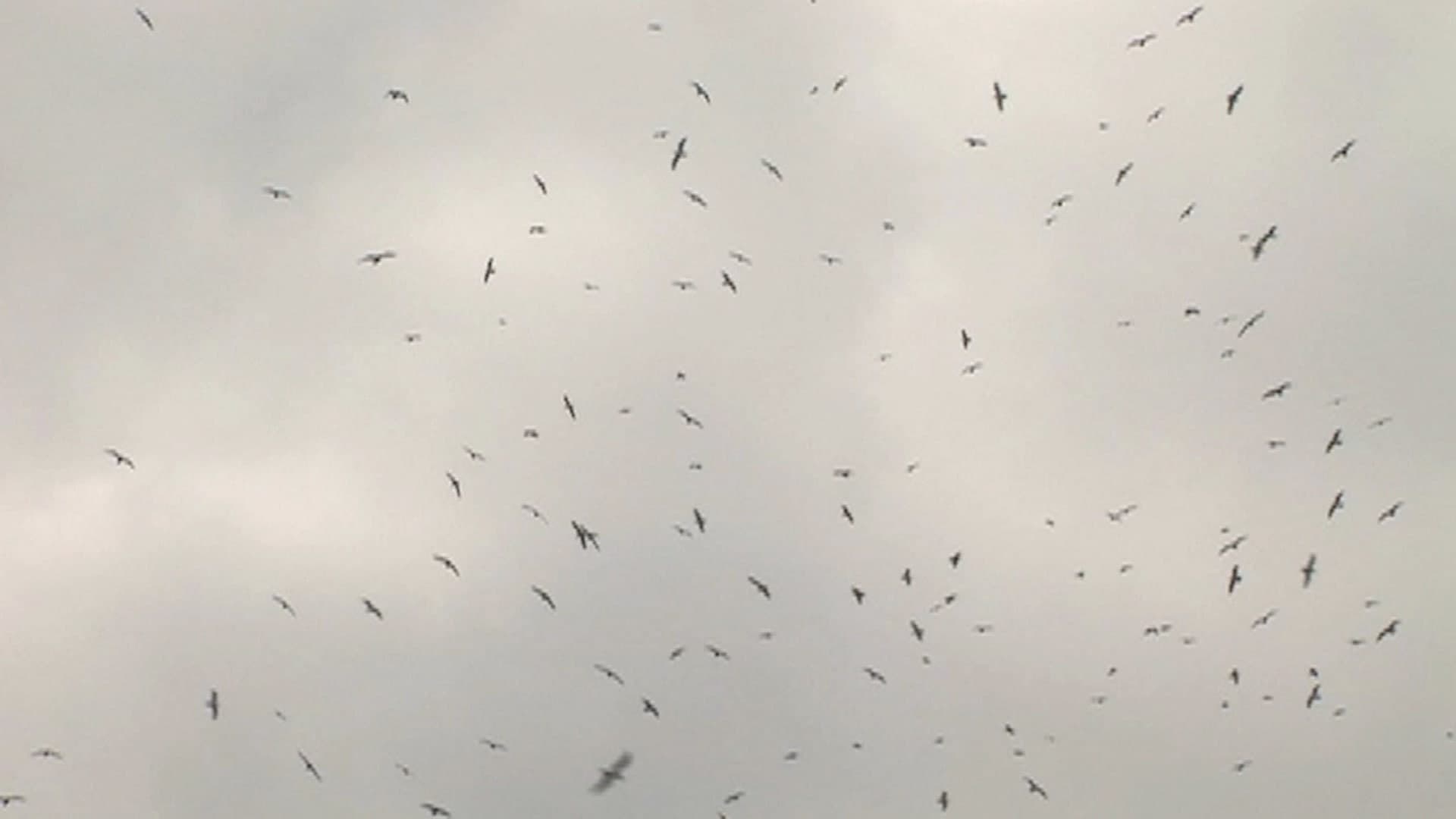 Mumurations