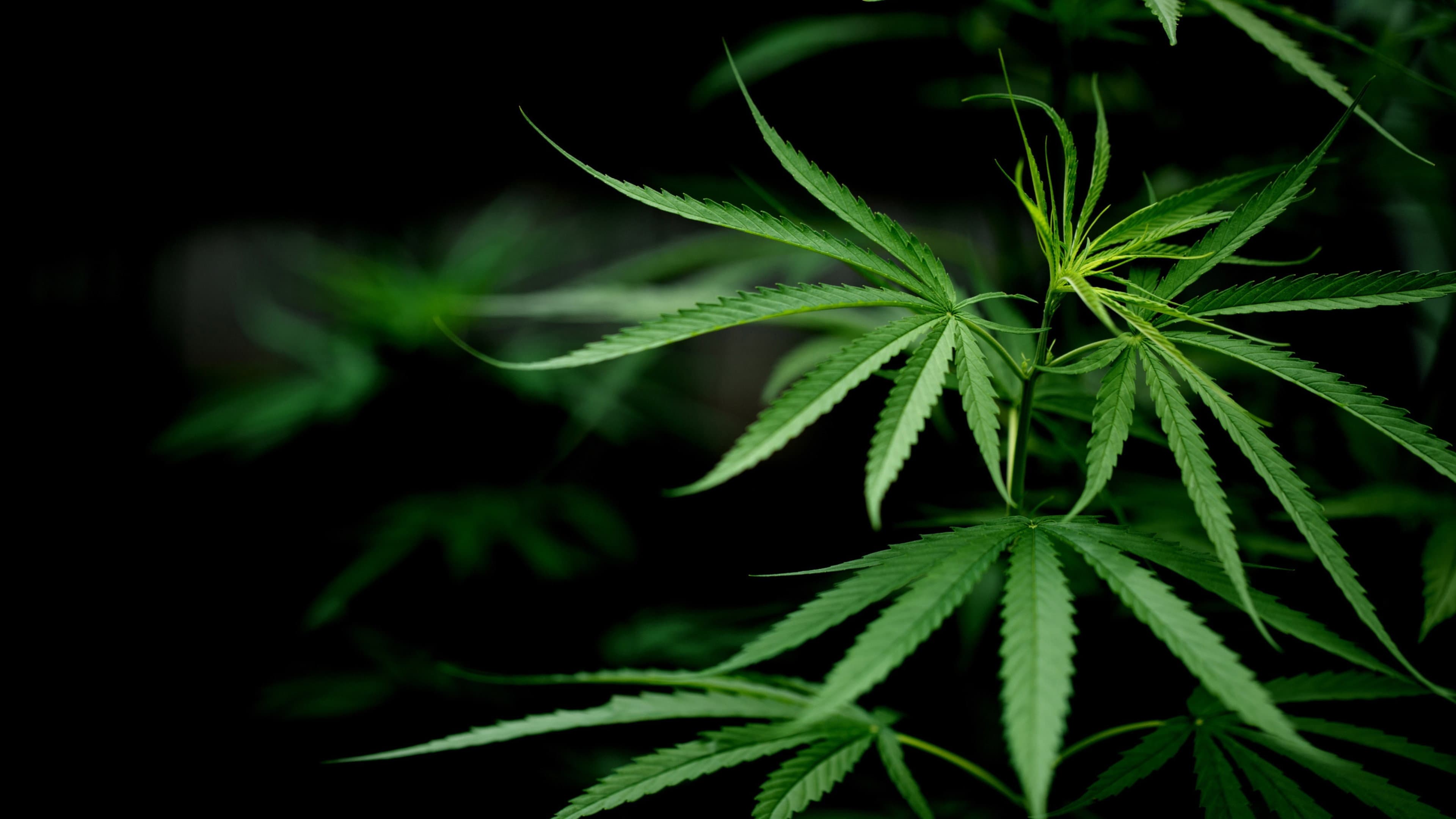 Cannabis: Through the Ages